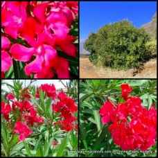 Oleander Professor Martin x 1 Plants Hardy Deep Pink/Red Flowers Shrubs Cottage Garden Small Trees Border Rockery Screening Salt Frost Wind Resistant Nerium